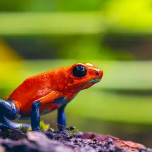 Explore Best of Costa Rica 9 Days Tour for 9 days with GUIDEcuador Travel and discover unforgettable experiences - Photo 11