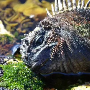 Explore Guide Galapagos Luxury Cruise 9 Days Tour for 9 days with GUIDEcuador Travel and discover unforgettable experiences - Photo 4