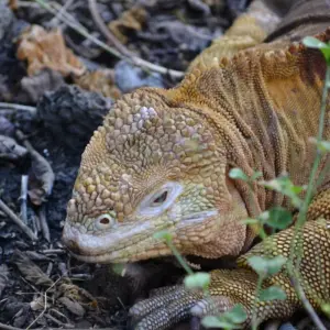 Explore Guide Galapagos Luxury Cruise 9 Days Tour for 9 days with GUIDEcuador Travel and discover unforgettable experiences - Photo 7