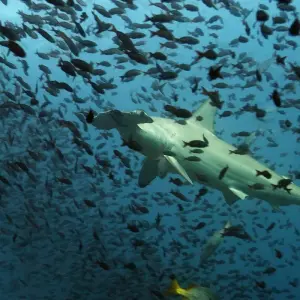 Explore Galapagos Express 6 Days Tour for 6 days with GUIDEcuador Travel and discover unforgettable experiences - Photo 2