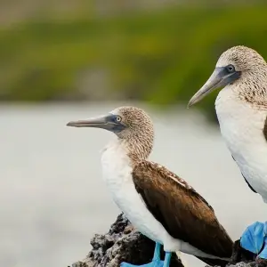 Explore Colombia & Galapagos Express 13 Days Tour for 13 days with GUIDEcuador Travel and discover unforgettable experiences - Photo 3