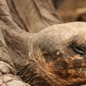 Explore Guide Galapagos Luxury Cruise 9 Days Tour for 9 days with GUIDEcuador Travel and discover unforgettable experiences - Photo 8