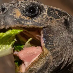 Explore Galapagos Express 6 Days Tour for 6 days with GUIDEcuador Travel and discover unforgettable experiences - Photo 3