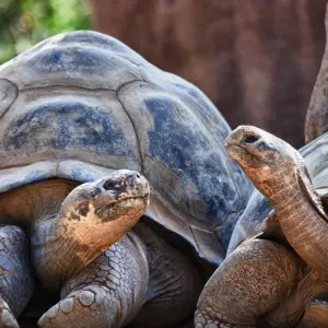 Explore Colombia & Galapagos Express 13 Days Tour for 13 days with GUIDEcuador Travel and discover unforgettable experiences - Photo 5