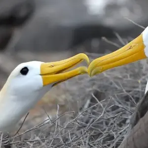 Explore Guide Galapagos Luxury Cruise 9 Days Tour for 9 days with GUIDEcuador Travel and discover unforgettable experiences - Photo 10