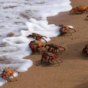 Explore Galapagos Express 6 Days Tour for 6 days with GUIDEcuador Travel and discover unforgettable experiences - Photo 5