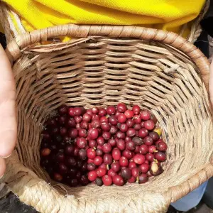 Explore Colombia & Galapagos Express 13 Days Tour for 13 days with GUIDEcuador Travel and discover unforgettable experiences - Photo 6