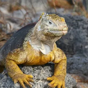 Explore Galapagos Express 6 Days Tour for 6 days with GUIDEcuador Travel and discover unforgettable experiences - Photo 7