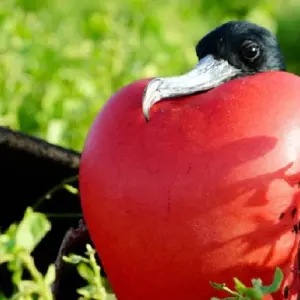 Explore Galapagos Express 6 Days Tour for 6 days with GUIDEcuador Travel and discover unforgettable experiences - Photo 8