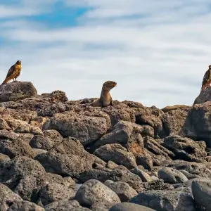 Explore Colombia & Galapagos Express 13 Days Tour for 13 days with GUIDEcuador Travel and discover unforgettable experiences - Photo 9