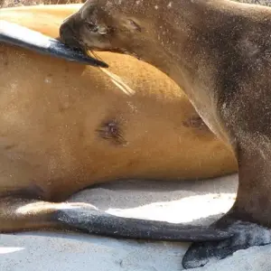 Explore Galapagos Express 6 Days Tour for 6 days with GUIDEcuador Travel and discover unforgettable experiences - Photo 9