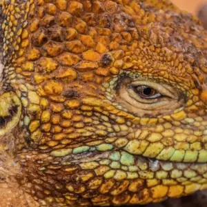 Explore Galapagos Express 6 Days Tour for 6 days with GUIDEcuador Travel and discover unforgettable experiences - Photo 11