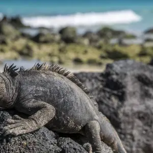 Explore Galápagos Adventure: Snorkelling & Sea Lions for 9 days with G Adventures and discover unforgettable experiences - Photo 4