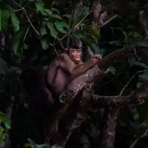 Explore Borneo – East Sabah Adventure for 8 days with G Adventures and discover unforgettable experiences - Photo 2
