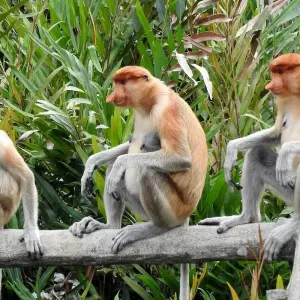 Explore Borneo – East Sabah Adventure for 8 days with G Adventures and discover unforgettable experiences - Photo 7