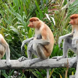 Explore Borneo – East Sabah Adventure for 8 days with G Adventures and discover unforgettable experiences - Photo 10