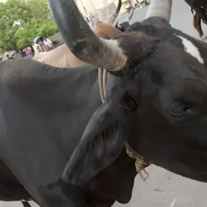 Explore Uncover India: High Deserts & Markets for 15 days with G Adventures and discover unforgettable experiences - Photo 5