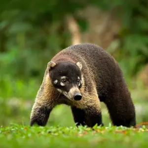 Explore Costa Rica: Beaches, Wildlife & Wild Times for 6 days with G Adventures and discover unforgettable experiences - Photo 2