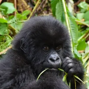 Explore Gorilla Trek Independent Adventure for 3 days with G Adventures and discover unforgettable experiences - Photo 4