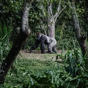 Explore Gorilla Trek Independent Adventure for 3 days with G Adventures and discover unforgettable experiences - Photo 6