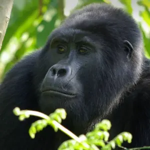 Explore Gorilla Trek Independent Adventure for 3 days with G Adventures and discover unforgettable experiences - Photo 7