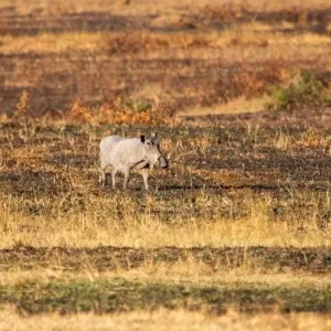 Explore East Africa In-Depth for 16 days with G Adventures and discover unforgettable experiences - Photo 2