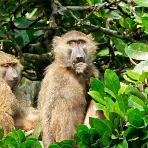 Explore East Africa In-Depth for 16 days with G Adventures and discover unforgettable experiences - Photo 10