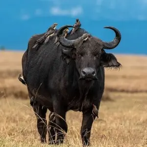 Explore East Africa In-Depth for 16 days with G Adventures and discover unforgettable experiences - Photo 11