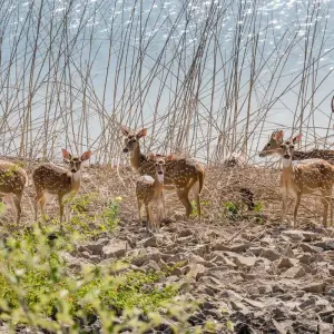 Explore Exciting Wildlife Safari Tour in India for 10 days with GeTS Holidays and discover unforgettable experiences - Photo 4