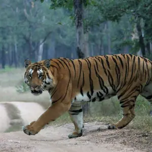 Explore Exciting Wildlife Safari Tour in India for 10 days with GeTS Holidays and discover unforgettable experiences - Photo 7