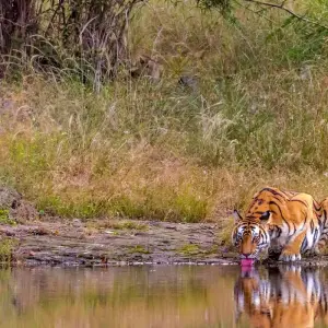 Explore Exciting Wildlife Safari Tour in India for 10 days with GeTS Holidays and discover unforgettable experiences - Photo 9