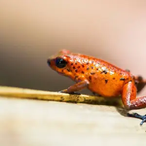 Explore Tortuguero National Park Tour – 4-Day Independent Adventure for 4 days with G Adventures and discover unforgettable experiences - Photo 2