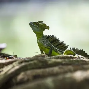 Explore Tortuguero National Park Tour – 4-Day Independent Adventure for 4 days with G Adventures and discover unforgettable experiences - Photo 3