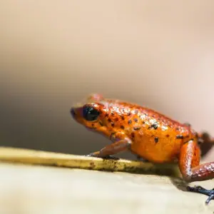 Explore Tortuguero National Park Tour – 4-Day Independent Adventure for 4 days with G Adventures and discover unforgettable experiences - Photo 6