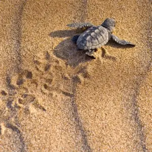 Explore Tortuguero National Park Tour – 4-Day Independent Adventure for 4 days with G Adventures and discover unforgettable experiences - Photo 7