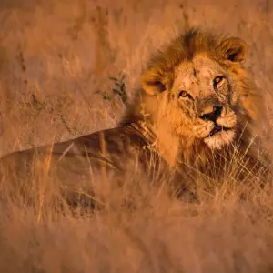 Explore 5 Days Serengeti Migration Safari for 5 days with Gecko Adventure and discover unforgettable experiences - Photo 4