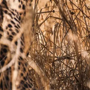 Explore 5 Days Serengeti Migration Safari for 5 days with Gecko Adventure and discover unforgettable experiences - Photo 6