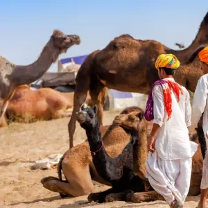 Explore Essence of Rajasthan during Pushkar Fair (27 Oct - 7 Nov 2025) for 12 days with GeTS Holidays and discover unforgettable experiences - Photo 11