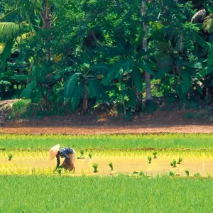 Explore indonesian Diversity on Sumatra, Java and Bali for 19 days with Gebeco and discover unforgettable experiences - Photo 3