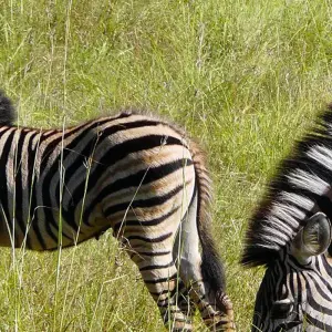 Wonderland South Africa - 16 days with Gebeco - Photo 6 Explore Wonderland South Africa for 16 days with Gebeco and discover unforgettable experiences - Photo 6