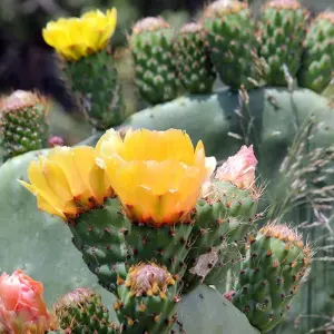 Explore Discover Cyprus on Hikes for 8 days with Gebeco and discover unforgettable experiences - Photo 6