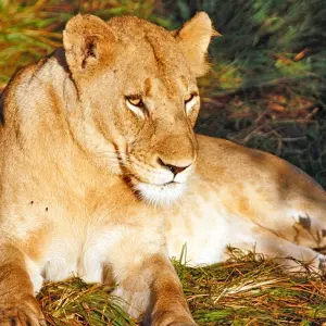 Explore Tanzania and Zanzibar for 14 days with Gebeco and discover unforgettable experiences - Photo 4