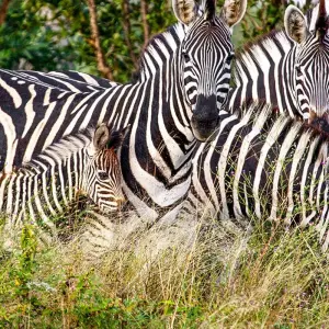 Explore Tanzania and Zanzibar for 14 days with Gebeco and discover unforgettable experiences - Photo 5