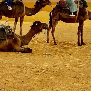 Explore 10 Days Private Tour from Tangier to Marrakech by Fes and Sahara desert for 10 days with Get Marrakech and discover unforgettable experiences - Photo 6