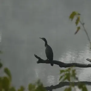 Explore Chitwan Tower Night Stay Package for 3 days with Getaway Nepal Adventure Pvt. Ltd and discover unforgettable experiences - Photo 4