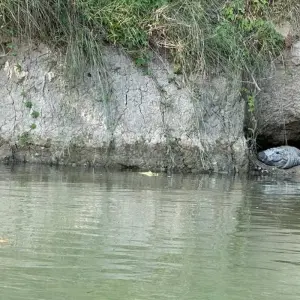 Explore Bardia Tower Night Stay Package for 3 days with Getaway Nepal Adventure Pvt. Ltd and discover unforgettable experiences - Photo 2