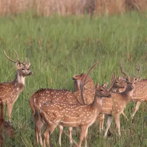 Explore Chitwan Tower Night Stay Package for 3 days with Getaway Nepal Adventure Pvt. Ltd and discover unforgettable experiences - Photo 5