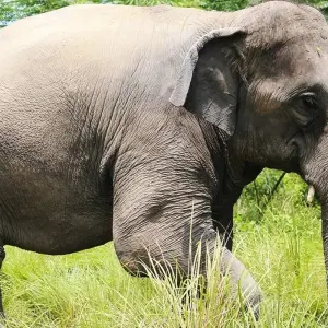 Explore Chitwan Tower Night Stay Package for 3 days with Getaway Nepal Adventure Pvt. Ltd and discover unforgettable experiences - Photo 6