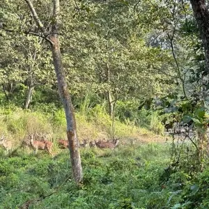 Explore Bardia Tower Night Stay Package for 3 days with Getaway Nepal Adventure Pvt. Ltd and discover unforgettable experiences - Photo 4