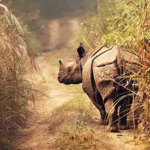 Explore Chitwan Tower Night Stay Package for 3 days with Getaway Nepal Adventure Pvt. Ltd and discover unforgettable experiences - Photo 7